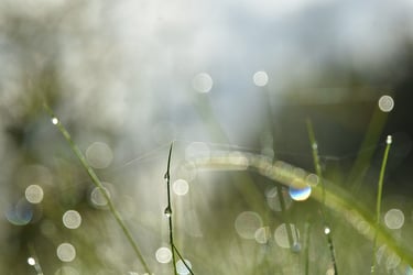 a grass covered with water droplets of water