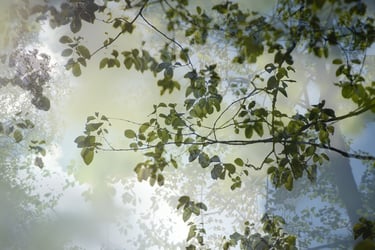 a tree branch in the sun