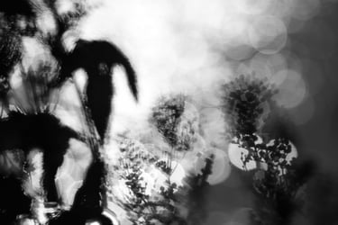 a black and white photo of a plant by the water and bokeh