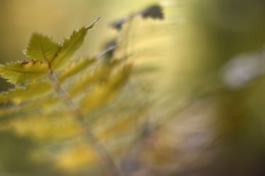 a leafy plant with a leafy green leaf soft focus