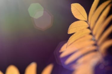 a plant with yellow leaves on a purple background and bokeh