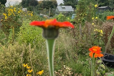 Allotment landscape with Fox and Cubs in foreground. Photo by Celia Hooson