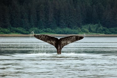 alask whale fin in ocean