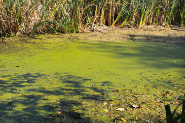 Green pond with algae