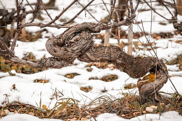 Cep de vigne figé sous la neige, photographie artistique de la série Dormance Ensevelie