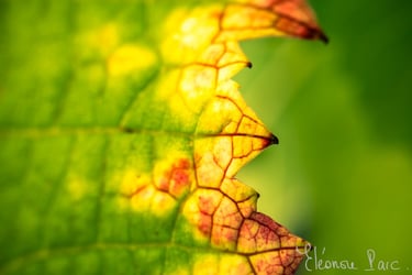 Détail d'une feuille de vigne évoquant des pates de dinausiores, série Feuille de Vin  