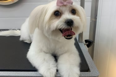 perfectly groomed white dog with a pink bow on it's head