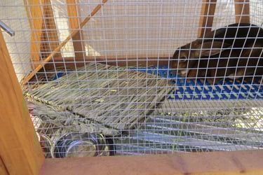 Sunny with his bunny grass house