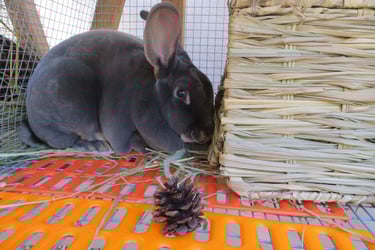 Parsley with her bunny grass house