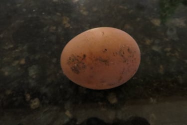 Our first egg.