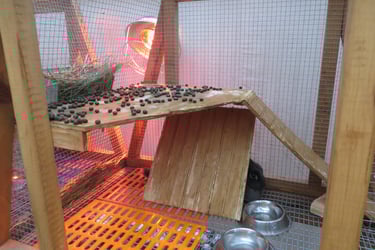 Parsley's dirty loft.