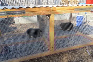 Parsley and Sunny in the rabbit tractor while we cleaned their cages.