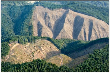 Photo d'une coupe rase dans l'état d'Oregon aux États-Unis
