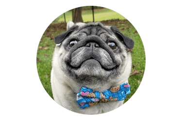 profile picture for a review shows a pug dog