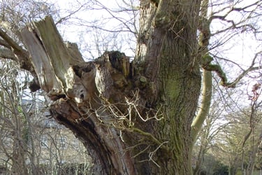showing a large veteran oak tree