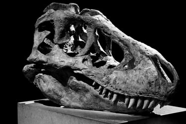 crane de tarbosaurus