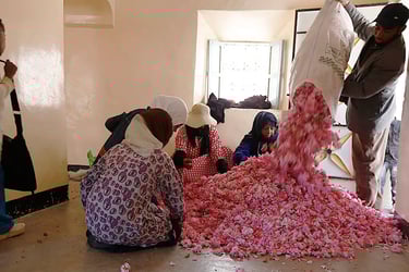 Rose Festival of Kelaa M'Gouna moroccography
