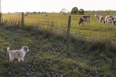 Anouk et les vaches