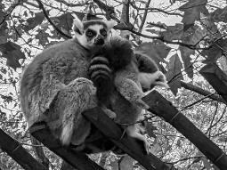 Referrals and charities supported by Omnia Writing Services