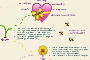 Infographic Edible Flowers