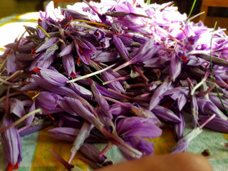 Fiore dello zafferano Navelli (AQ)