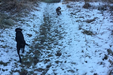 The dogs at Westonbirt Arboretum
