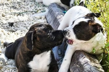 inibizione al morso tra cuccioli di staffordshire bull terrier socializzazione Grecalestaffs