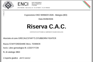 Certificato Riserva CAC ENCI Winner 2026 per Grecalestaffs Stubborn Fighter Jin