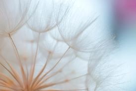 pissenlit en gros plan symbolisant le souffle, la sérénité et l’accompagnement en sophrologie