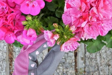 Entretien des fleurs
