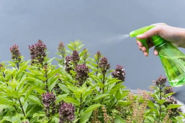 Pesticides naturels