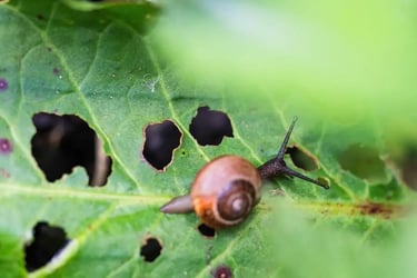 Contre les ravageurs au jardin