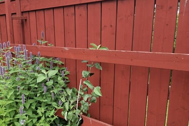 cloture peinte avec de la peinture écologique