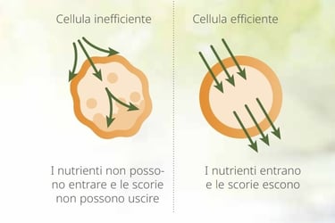 cellula efficiente