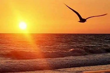 Oiseau volant au coucher du soleil sur la plage
