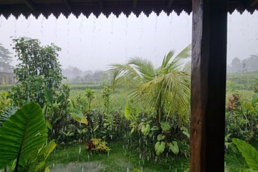 Reisfeld am Nordrand von Ubud