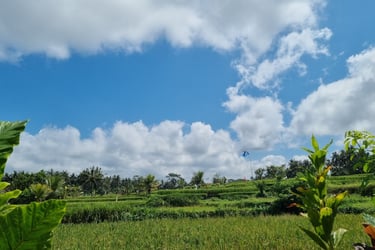 Reisfeld am Nordrand von Ubud