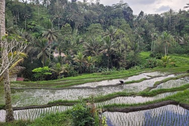 Reisfelder bei Ubud