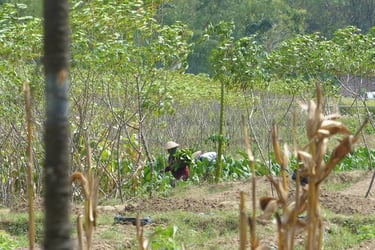 Landarbeiter auf Java