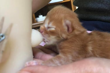 a small kitten is being fed by a person