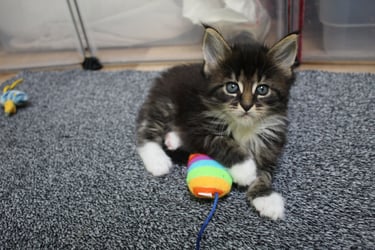 a kitten kitten kitten kitten kitten kitten kitten kitten kitten kitten kitten kitten kitten kitten kitten