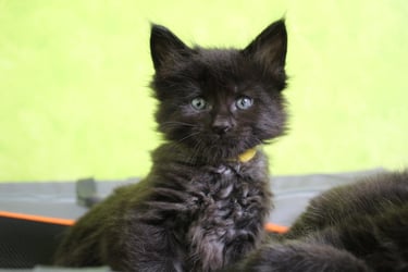 a black kitten sitting on a suitcase