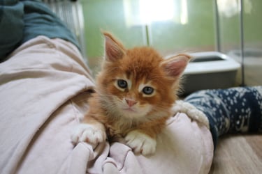 a kitten kitten sitting on a person's lap