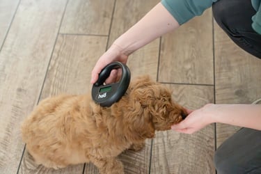 chippen hond of kat