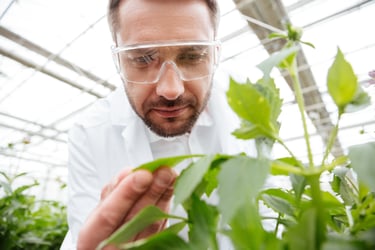 formulación hormonas diseño hormonas naturales fertilizantes abonos pesticidas naturales cultivos