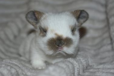 Hot Cross Buns baby - broken black tort