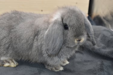 Hot Cross Buns' Lark - observant baby opal buck
