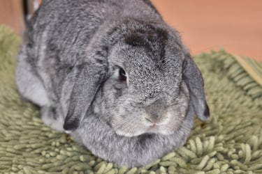 Hot Cross Buns' Posey - Loving doe and forever pet Bun