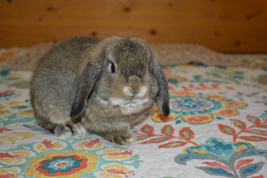 Hot Cross Buns' Robin - junior chestnut buck