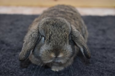 Hot Cross Buns' Wren - cuddly chestnut baby doe